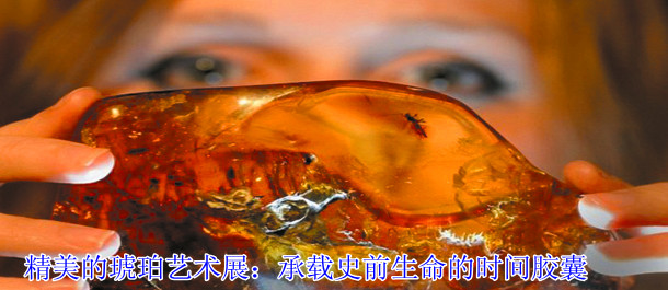 精美的琥珀艺术展：承载史前生命的时间胶囊