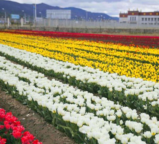 郁金香盛开香格里拉 宛如画卷