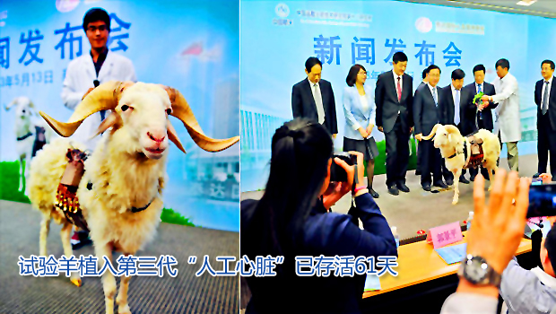 试验羊植入第三代&ldquo;人工心脏&rdquo;已存活61天(图)