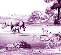 我科学家揭开板齿犀起源之谜