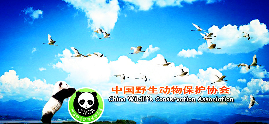 中国野生动物保护协会