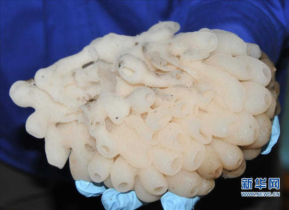 &ldquo;蛟龙&rdquo;号采集的南海峭壁&ldquo;雪莲&rdquo;(高清)