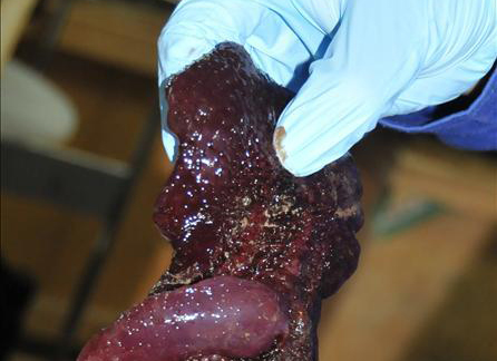 "蛟龙"号采集的南海海底五彩海参(高清)