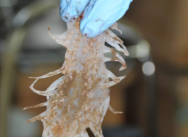 "蛟龙"号在古火山口采集到珍贵样品(组图)