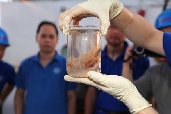 蛟龙探海 记者实拍奇异深海生物样品