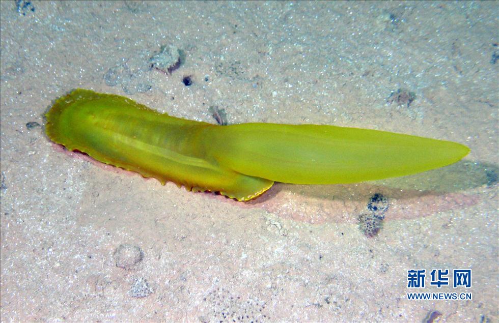 &ldquo;蛟龙&rdquo;号太平洋底考察海洋生物(高清)