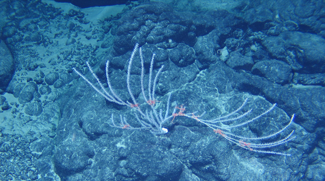 &ldquo;蛟龙&rdquo;2013科考完美收官(高清)