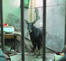 鬣羚夜闯民宅警民护送回家