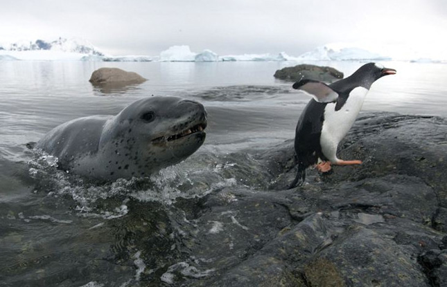 南极海豹捕食企鹅：惊险大战三小时