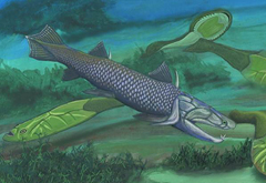 硬骨鱼纲的起源与早期演化