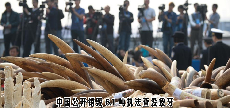 中国公开销毁6.1吨执法查没象牙