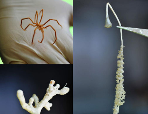 中国第30次南极科考南大洋调查成果丰硕