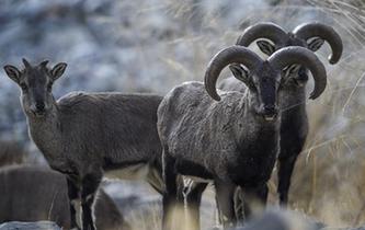岩壁&ldquo;精靈&rdquo;躍動賀蘭山