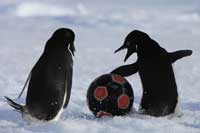 南极企鹅参加科考队足球赛