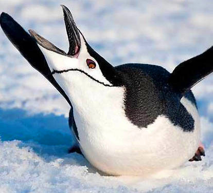 动物打哈欠照片超有趣