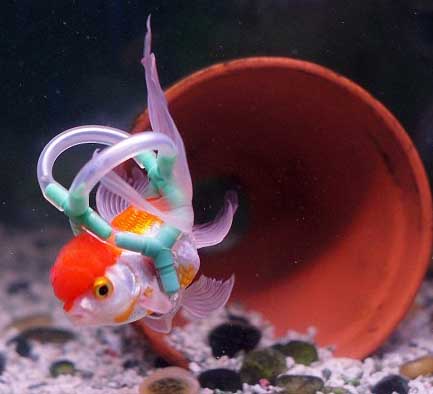 患病瘫痪金鱼穿上救生衣重获新生