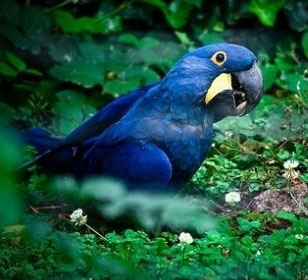 动物凶猛要小心！名贵宠物盘点