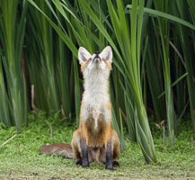 笑喷了！野生动物"表情帝"