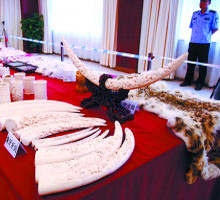 森林警察连破贩卖野生动物案(图)