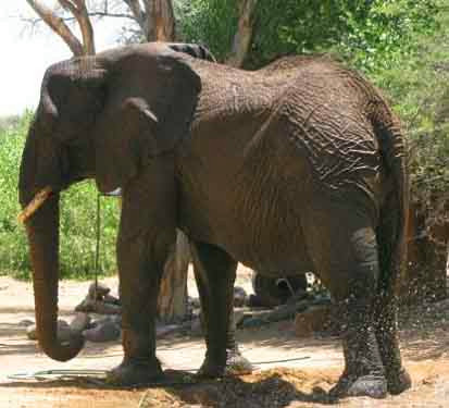 纳米比亚象被困排水沟:巧妙施救