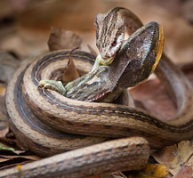 毒蛇生吞变色龙全过程