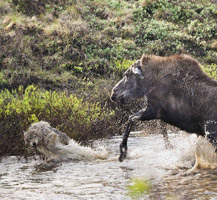 母爱无敌！麋鹿妈妈为护幼崽激斗群狼