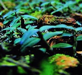 寻找传说中的还魂草