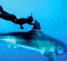 夏威夷女孩深海"骑"鲨 与鲨同游