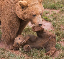小棕熊草地上打滚 慵懒可爱