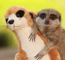 开心一刻!盘点动物大笑逗趣瞬间(组图)