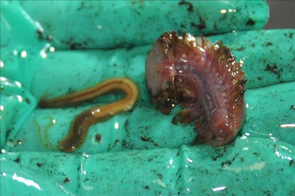 &ldquo;蛟龙&rdquo;下潜：印度洋热液区生物&ldquo;大收获&rdquo;(图)