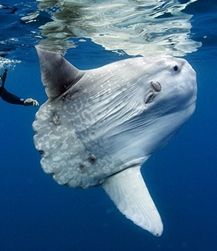 摄影师与翻车鲀鱼同游瞬间