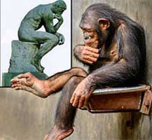 大猩猩姿态似雕塑"思考者" 神情专注搞笑(图)