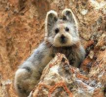 伊犁鼠兔时隔20年再次现身中国 比大熊猫稀有(图)