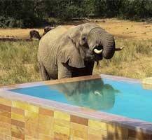南非丛林60只大象闯入泳池饮水 震惊游客
