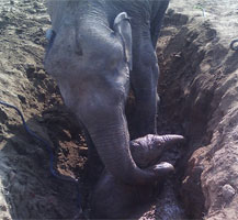 母象救子感人至深 屡败屡试坚持11个小时(图)