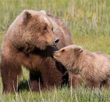 實拍動物界母愛 熊媽媽擁抱幼熊 (組圖)