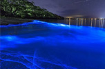澳东部海岸被荧光海藻点亮 重塑绝美“阿凡达”世界