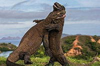 英2015野外生态摄影展作品彰显自然魅力(组图)