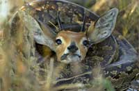 非洲巨蟒吞食野山羊 过程达24小时