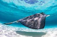 实拍大开曼岛海域 海水晶莹剔透