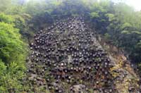 湖北神农架一处绝壁&ldquo;长&rdquo;数百蜂箱