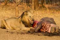 饥饿非洲雄狮尽情享用河马美餐