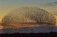 椋鸟群冬迁 场面壮观(组图)