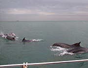 英海豚海岸边上演罕见集体表演秀(组图)