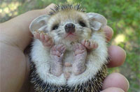 呆萌动物宝宝暖化人心(组图)