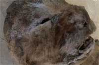 西伯利亚发现冰冻万年狮子尸体