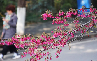 武漢大學早櫻綻放