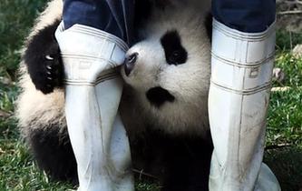 大熊猫“奇一”抱大腿成网红 萌翻众粉丝