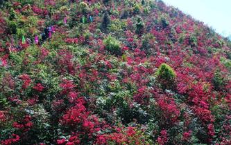 重慶酉陽萬畝杜鵑花盛放 吸引眾多遊客